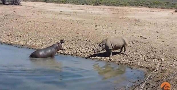 <p>Güney Afrika'nın Küçük Karu platosundaki ulusal parkında kurak mevsim zamanı su içmeye gelen gergedana iki su aygırı saldırıyor.</p>