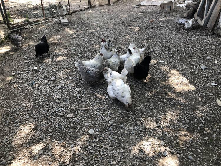 <p>Yumurtaları bizim yerli tavuk yumurtalarına göre lezzetli daha lezzetli diyebilirim. Tavukları ise görünüşü farklı. Bizim köy tavukları kadar büyük değil. Diğer yumurtalardan lezzetli. Bizim bir kedimiz var hep beyaz yumurta yiyordu, şimdi mavi yumurtaları yiyor. Dün de 4 tane mavi yumurta çalmış” dedi.</p>