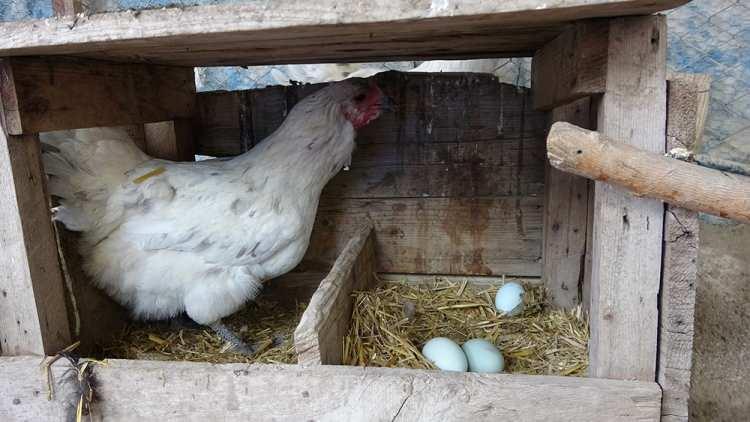 <p>Adana’nın Kozan ilçesinde hobi olarak tavuk besleyen Ali Galip Öztürk'ün mavi yumurta veren tavukları çevre sakinlerinin ilgi odağı oldu.<br />
</p>