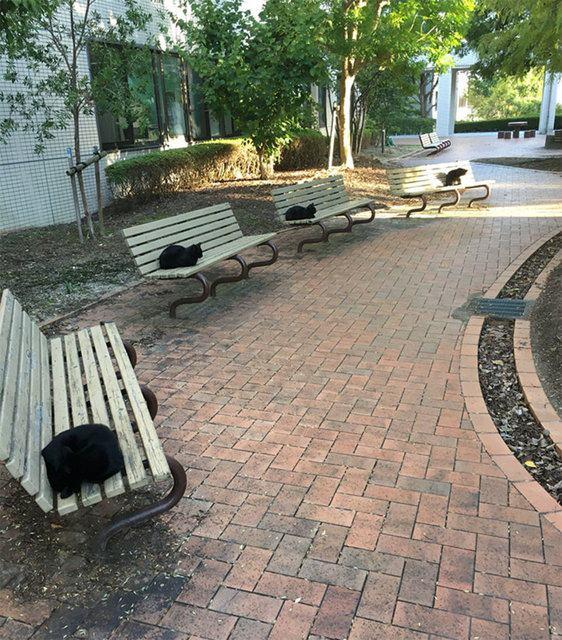 <p>Vir&uuml;s&uuml;n yayılmasını engellemek i&ccedil;in dikkat edilmesi gerekilen sosyal mesafe kuralına sadece insanlar uymuyor...&nbsp;</p>
