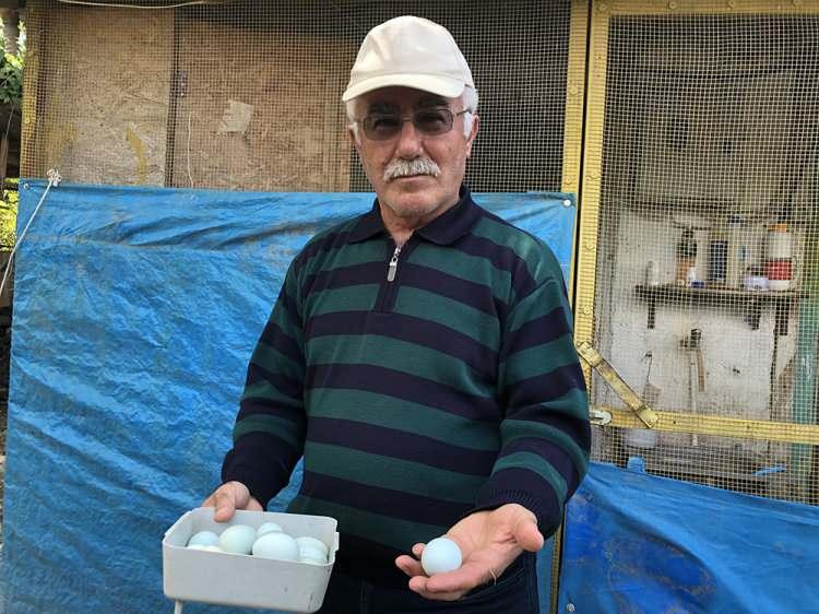 <p>İhlas Haber Ajansı muhabirine konuşan Ali Galip Öztürk, “Bunlar Kuzey Amerika ırkı olan 'Ameraucana' cinsi tavuklar. Televizyonda izlediğim bir uzmanın dediğine göre 1 mavi yumurta 3 beyaz yumurta değerinde. </p>