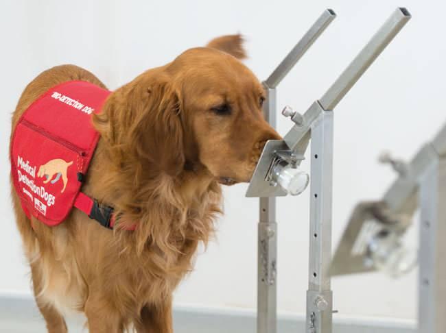 <p>İngiltere havaalanlarında konuşlandırılabilecekleri umuduyla yeni corona virüs (Covid-19) hastalarını tespit etmek için köpekleri eğiten bir yardım kuruluşu, hükümetle görüşmelerde bulunduğunu ve projenin onay alacağından umutlu olduğunu açıkladı.</p>