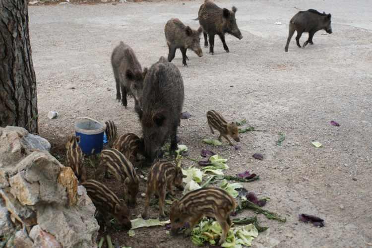 <p>Korona virüsü (Covid-19) salgını nedeniyle Bodrum'da cadde ve sokakların boş kalmasını fırsat bilen yaban domuzları şehre inmeye başladı. Bodrum sokaklarına inene yaban domuzları vatandaşları korkutmaya başladı.</p>