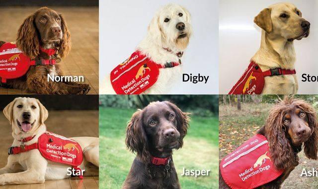 <p>Medical Detection Dogs'un interner sitesinde, Londra Hijyen ve Tropikal Tıp Okulu (LSHTM) ve Durham Üniversitesi'nin işbirliği ile Covid-19'u tespit etmek için eğitilen Norman, Digby, Storm, Star, Jsper ve Asher isimli 6 köpeğin olduğu belirtiildi.</p>