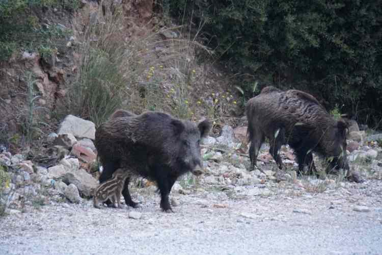 <p>Gündüz vakti yaşadıkları ormanlardan Bodrum'a inen domuzların cadde ve sokaklarda gezdiği görüldü.</p>