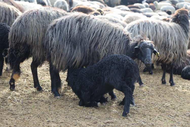 <p>Artvin’in Ardanuç ilçesinde kış aylarının sona ermesinin ardından besiciler için ilkbahar mevsiminin müjdecisi olarak görülen koyunların, kuzulama dönemi heyecanı yaşanıyor. Aylarca karla mücadele edip hayvanlarını bahara çıkartmış olmanın telaşını yaşayan besiciler, şimdilerde zamanlarının büyük bir kısmını sürülerinin kuzulama dönemine harcıyor.</p>