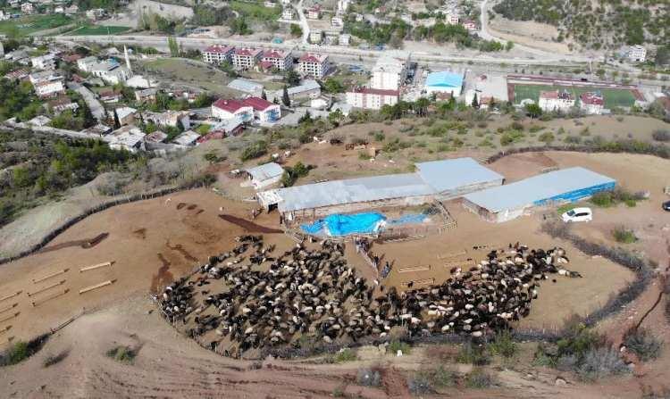 <p>Artvin’in Ardanuç ilçesine 5 kilometre mesafede bulunan Harmanlı köyünde yaşayanların büyük bir bölümü geçimini hayvancılıkla sağlıyor. Her yeni doğan yavruyla birlikte ağıllarda yükselen kuzu sesleri artarak tatlı bir melodiye dönüşüyor.</p>