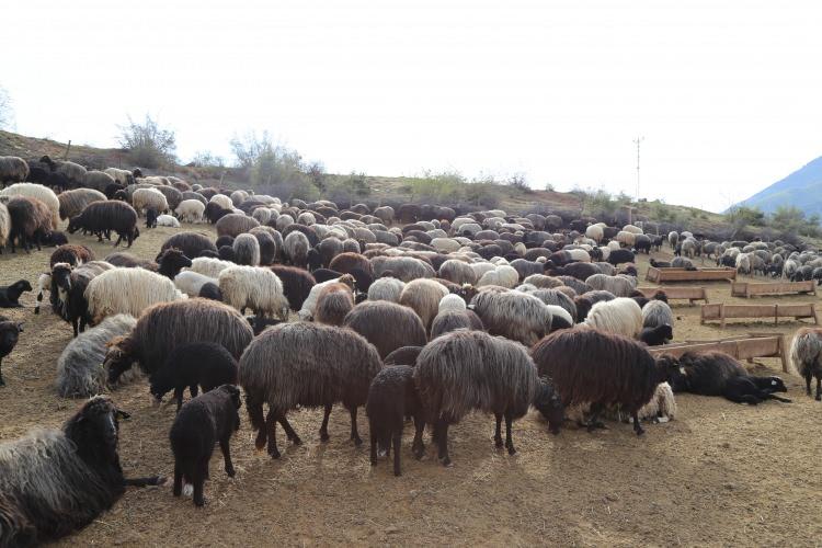 <p>İlçenin önemli gelir kaynaklarından biri olan küçükbaş hayvancılıkla uğraşan besiciler, yeni doğan kuzuları yeme alışkanlığı kazanmadığı için farklı bir bölümde tutuluyor. Zorlu yaşam şartlarına rağmen bir taraftan sürülerini iyi beslemeye çalışan, diğer taraftan da yeni doğan kuzuları soğuk hava ve hastalıktan korumaya çalışan besiciler, günün iki öğününü de yeni doğan kuzuları anneleriyle buluşturup süt ihtiyaçlarını karşılıyor. Kapıların açılmasıyla annelerini sesinden tanıyan kuzular annelerine koşarak süt içiyor.</p>