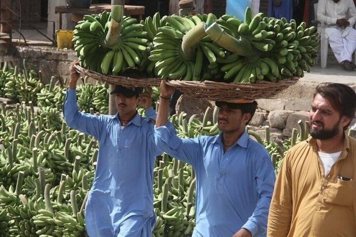 <p>Pakistan'da toplanan muzlar satış için pazara götürülüyor.</p>
