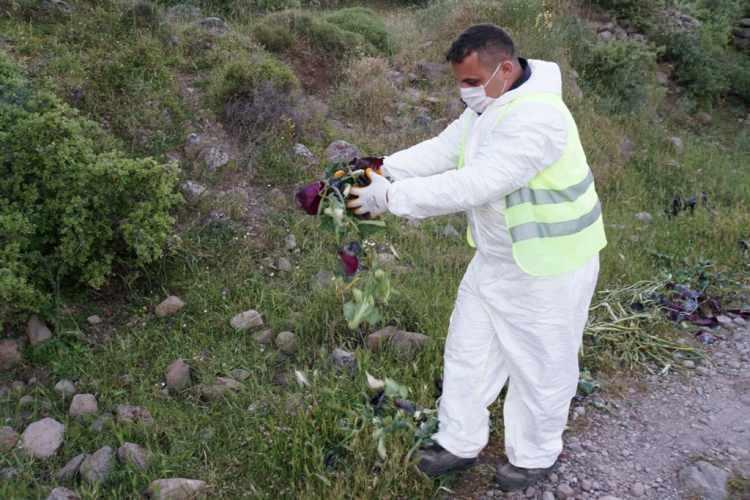 <p>Bir yandan Korona virüs (Covid-19) salgınıyla mücadele eden ekipler, bir yandan da aç kalan domuzların mahalle aralarına inmemeleri için çalışıyor.</p>