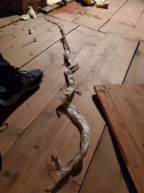 <p>"Oturma odamdaki su sızıntısı nedeniyle tavan arasına çıktığımda yılanın bıraktığı deriyi gördüm. Doku hala yumuşaktı bu nedenle evde olabileceğini düşünüyorum."</p>
<p> </p>