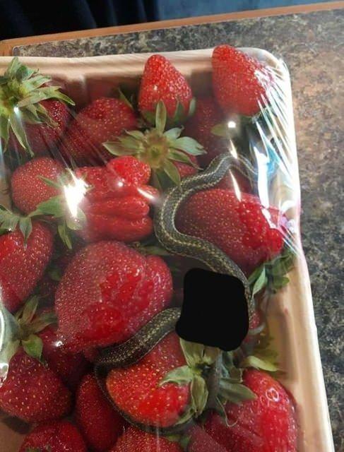 <p>Çilek mi yılan mı istersiniz?</p>
<p> </p>