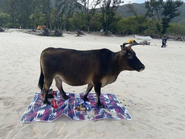 <p>"Piknik yapmak için dışarıya çıktık ve bu manzarayla karşılaştık."</p>
<p> </p>