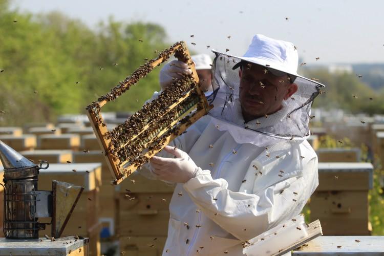 <p>İnsan vücuduna çok sayıda faydası olan arı sütünün sağımına başlandı. Kilosu 7 bin lira olan arı sütü, bağışıklığı güçlendirdiği için yok satıyor.</p>
