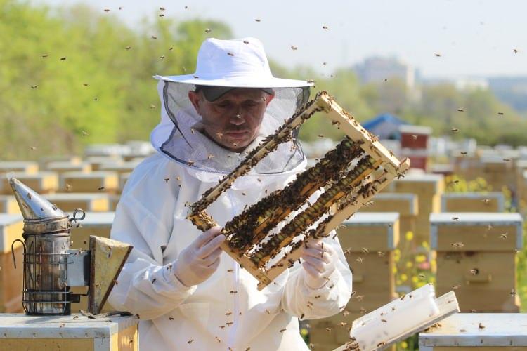<p>Genç işçi arıların, ana arı adaylarını ve ana arıları beslemek için üretiği arı sütünün sağımı, çiçeklerin açtığı nisan ayında başlıyor ve ağustosa kadar devam ediyor. </p>
