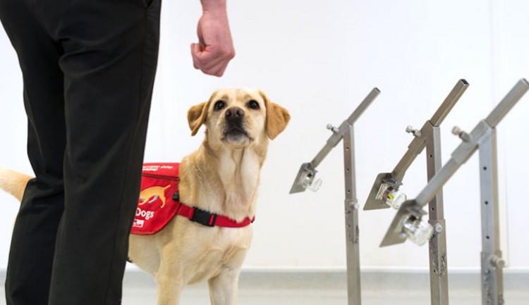 <p>İngiltere'de Medical Detection Dogs adlı kuruluş altı köpeği coronavirüsü yarım saniyeden az bir sürede tespit edebilmesi için eğittiğini duyurdu. Hükümetle görüştüğünü bildiren kurum, eğer projeye onay alırsa eğitilen köpeklerin havalimanlarında Covid-19 hastalarını tespit etmek için kullanılacağını açıkladı.</p>