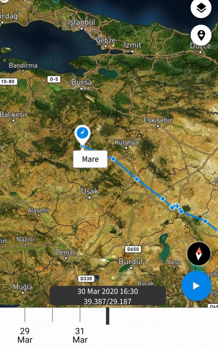 <p>Mare sonbahar ve ilkbahar göç dönemlerinde, Avrupa'dan Afrika'ya, Afrika'dan da Avrupa'ya Türkiye üzerinden göç ediyor. Mare'nin Türkiye'deki yolculuğu ise 'Leylek Baba' olarak da bilinen Leylekel grubunun kurucusu Fikret Can ve gönüllülerden Emrah Turan tarafından takip ediliyor.</p>