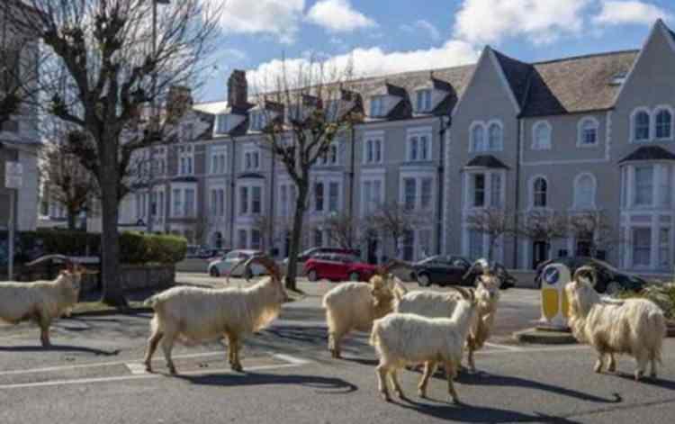 <p><strong>İNGİLİZ KASABASINI YABAN KEÇİLERİ BASTI</strong><br />
 </p>

<p>İngiltere’de vahş kaşmir keçileri geçen ay, Galler'deki Llandudno kasabana indiler. Bahçelerdeki bitkileri yerken ve çitlerin etrafında oyun oynarken görüntülendiler.</p>
