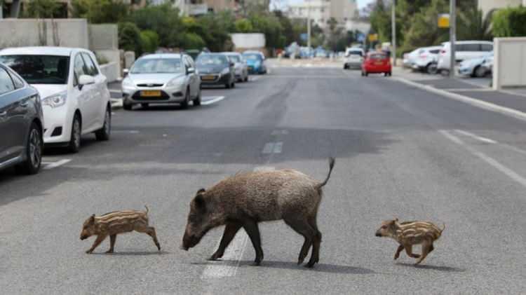 <p><strong>"HAYFA'YI YABAN DOMUZLARI ELE GEÇİRDİ"</strong><br />
 </p>

<p>İsrail’de ise yaban domuzları Hayfa sokaklarına indi. Haaretz'de yer alan manşette, "İsrailler evlerinde kaldıkça, yaban domuzları Hayfa’yı ele geçirdi” denildi. Yerel sakinler, domuzların salgından önce Hayfa şehri çevresinde arada sırada yiyecek araken göründüklerini söyledi.</p>
