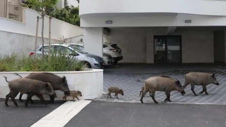 <p>Hayvanların bir kısmı ise doğa rezervlerine ve parklara yakın olmaktan hoşlanıyor. Bununla birlikte bazı yetkililer, turistler uzaktayken vahşi yaşamda yüksek bir hareketlenme olduğunu belitiyor.</p>
<p> </p>