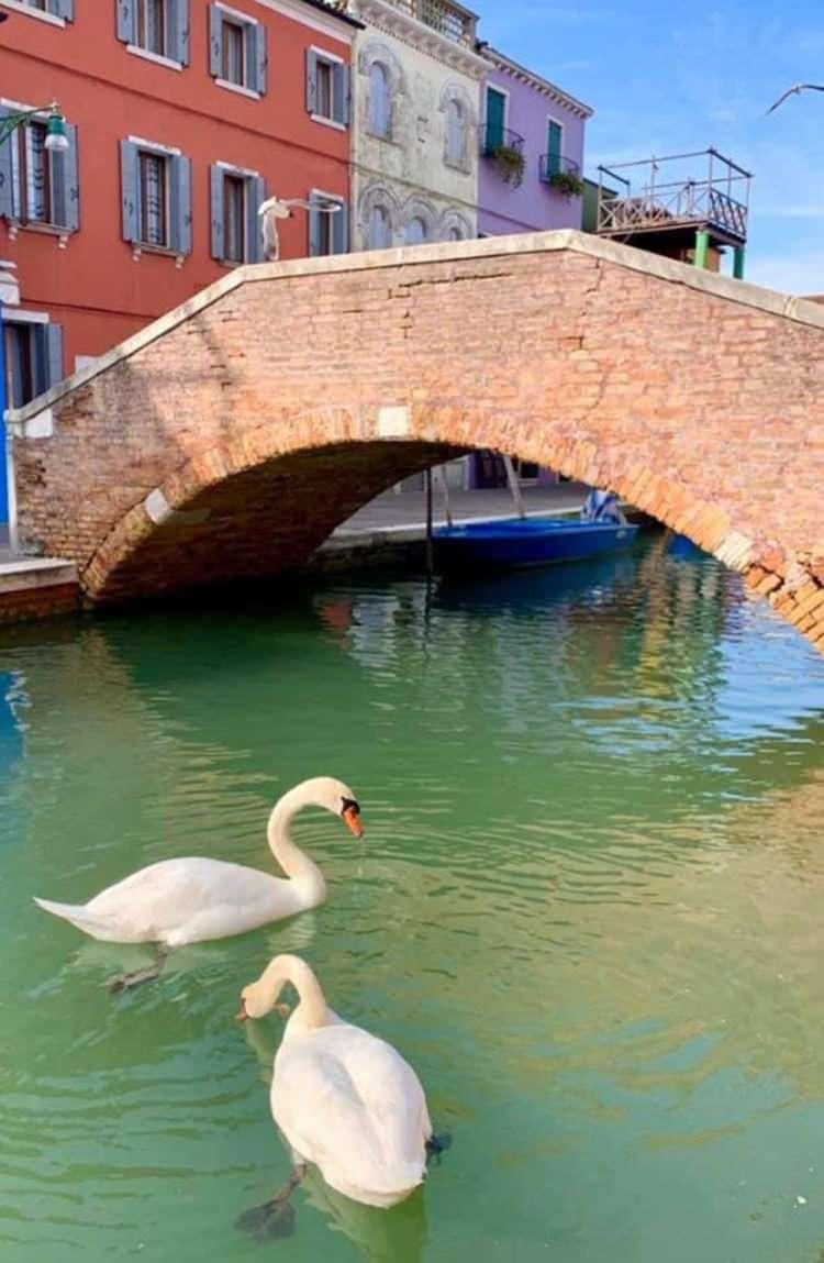 <p><strong>VENEDİK KANALLARINA KUĞULAR VE BALIKLAR GERİ DÖNDÜ</strong><br />
</p>
<p>Tarihinin en sessiz günlerini yaşayan İtalya'da turistlerin yokluğu çevre kirliğinin azalmasını sağladı. Dünyanın en turistik bölgelerinden biri olan Venedik, bomboş meydanlarından daha çok kanallarının berraklığıyla dikkkat çekmeye başladı. Daha önce çamurlu yeşil bir görünüme sahip olan sulara balıklar geri döndü, kuğular yüzmeye başladı.</p>