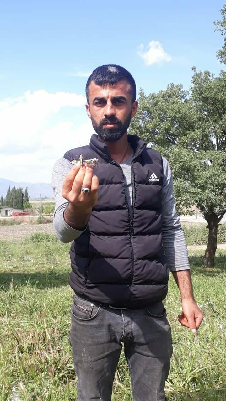 <p>"Bu çekirge türü genellikle Güneydoğu Bölgesi'nde görülüyordu. Lokal olarak Tire'de de görülmeye başladı. Tahminlerimize göre bu çekirgeler henüz yumurta aşamasındayken Güneydoğu Bölgesi'nden gelen tarım işçileri ile birlikte ilçemize geldi. </p>