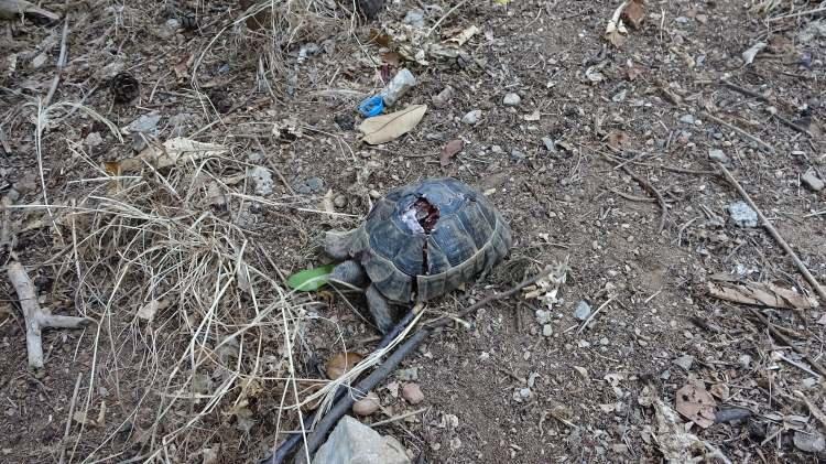 <p>Mezarlıkta kimliği belirsiz kişi veya kişiler tarafından telef etme için onlarca kaplumbağanın kabukları kırıldığı görüldü. Taşla ezilerek kabukları kırıldığı tahmin edilen çok sayıda kaplumbağa telef olurken, bazılarının ise yaşadığı görüldü.</p>
