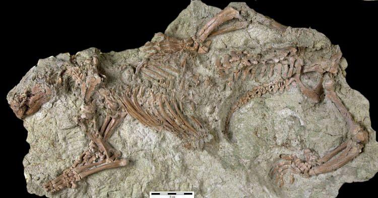 <p>Dünyanın farklı bölgelerinden bilim adamlarının Nature dergisinde kaleme aldığı araştırmada, Madagaskar’ın kuzeyinde bulunan ve dinozorlarla aynı dönemde yaşamış bir memelinin iskeleti incelendi.</p>
