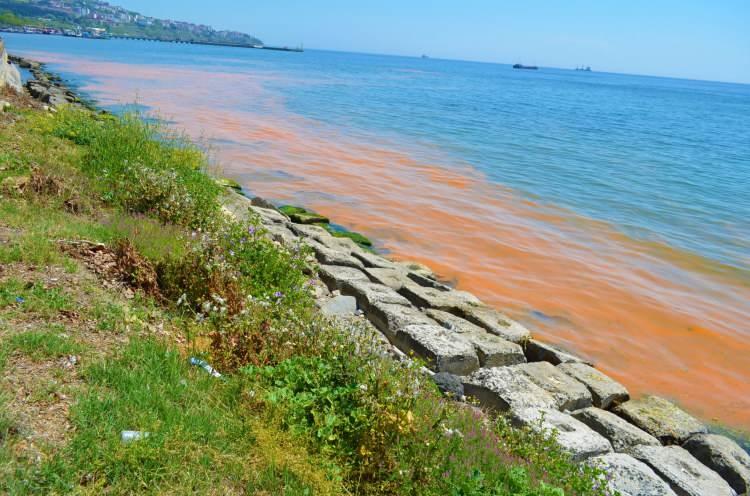 <p>Marmara Denizine kıyısı bulunan Tekirdağ’ın Süleymanpaşa ilçesi sahili turuncu renge boyandı. Denizdeki turuncu renk istilası merak konusu olurken, her yıl bu tarihlerde denizde planktonların çoğalması nedeniyle turuncu rengin oluştuğu biliniyor. Aynı bölgede 4 gün öncede yoğun şekilde turuncu renk meydana gelmişti.</p>
