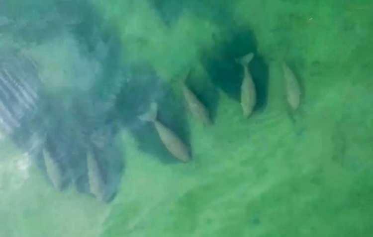 <p><strong>TAYLAND'DA ÖZGÜRCE YÜZEN BALIK SÜRÜLERİ</strong><br />
</p>
<p>Tayland'da, turizmin durduğu Hat Chao Mai Milli Parkı'nda 30 dugong sürüsü yüzerken görüntülendi. Deniz ineği olarak da bilinen dugong, savunmasız bir tür olarak sınıflandırılıyor ve genellikle ya balık ağları ya da su kirliliğinden dolayı hayatını kaybediyor.</p>
<p> </p>
<p>Milli park, Facebook'ta büyük balık sürülerinin ve diğer türlerin videolarını yayınlıyor ve pandemi başladığından beri vahşi yaşamda bir canlanma olduğunu söylüyor.</p>