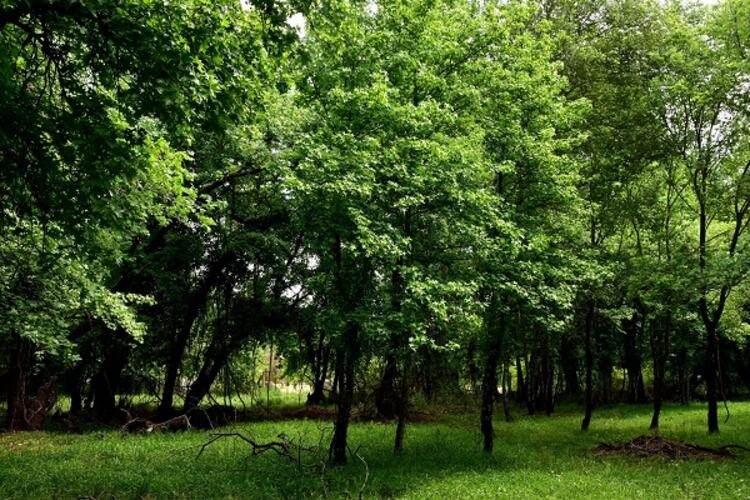 <p>SIĞLA ORMANLARI </p>
<p>Köyceğiz, Ortaca ve Dalaman ilçeleri sınırları içerisindeki sığla ormanları listenin en yeşil adresi. Sığla ağacı ormanları kültür turizmi açısından yaz aylarında yerli ve yabancı turistlerin hayranlık uyandırdığı yer olarak hafızalarda kalıyor. Öte yandan bilimsel adı 'Liquidambar Orientalis' olan sığla ağacından önce 'kızartılan' ardından 'ağlatılarak' elde edilen yağ, kozmetik sektöründe kullanılmasının yanı sıra antiseptik ve parazitlere karşı da etkisiyle biliniyor. Yağın mide yaralarına karşı da çok etkili olduğu söylenirken, sedef hastalığına da iyi geldiği belirtiliyor. Az miktarda Rodos Adası ve Çin'de bulunan ancak Türkiye'de bol miktarda Köyceğiz, Dalaman Ortaca, Marmaris ve Fethiye'de yetişen sığla ağacının yağı dünyaca ünlü markalı parfüm ile deodorantların yapımda da kullanılıyor.</p>