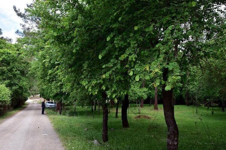 <p>SIĞLA ORMANLARI </p>