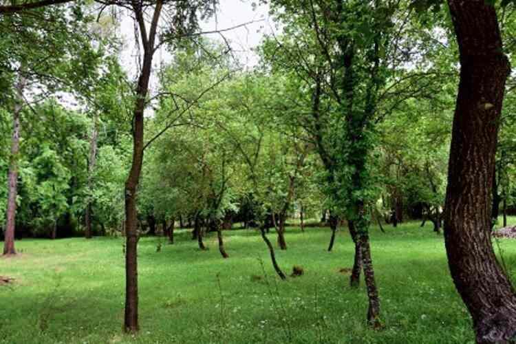 <p>SIĞLA ORMANLARI </p>