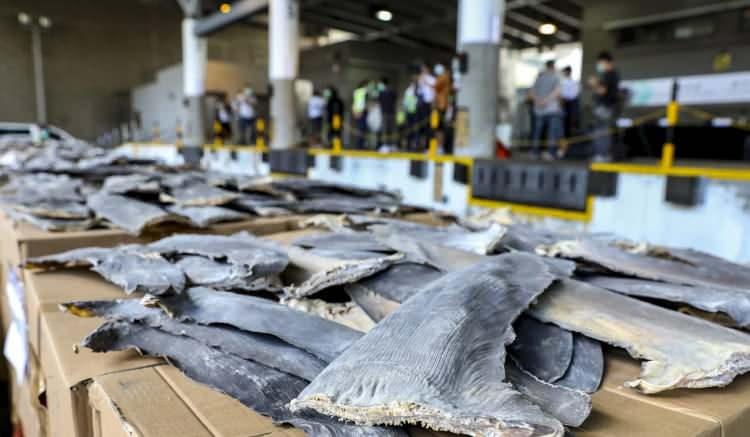 <p>"South China Morning Post" gazetesinin haberine göre, Hong Kong Gümrük ve Vergi Departmanı Yardımcı Müfettişi Danny Cheung Kwok-yin, konuya ilişkin yaptığı açıklamada, 13'er ton kurutulmuş köpek balığı taşıyan 2 konteynerin kentte daha önce benzer bir olaya adı karışan bir lojistik şirketine gönderildiğini belirtti. </p>
