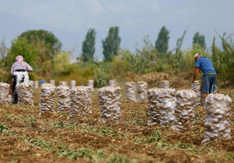 <p>Mayıs ayında patates fiyatlarının düşeceğini belirten Gök, "Türkiye'nin kendi ihtiyacından fazlası var. Şu an bolluk var. Bu yıl tüketicimizin ucuza patates yiyeceğini rahatlıkla söyleyebiliriz." diye konuştu.</p>
