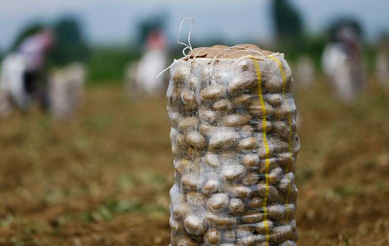 <p>Türkiye'nin tescil edilmiş iki patatesinden biri olan Ödemiş patatesinde hasat işlemi devam ediyor.</p>

<p> </p>
