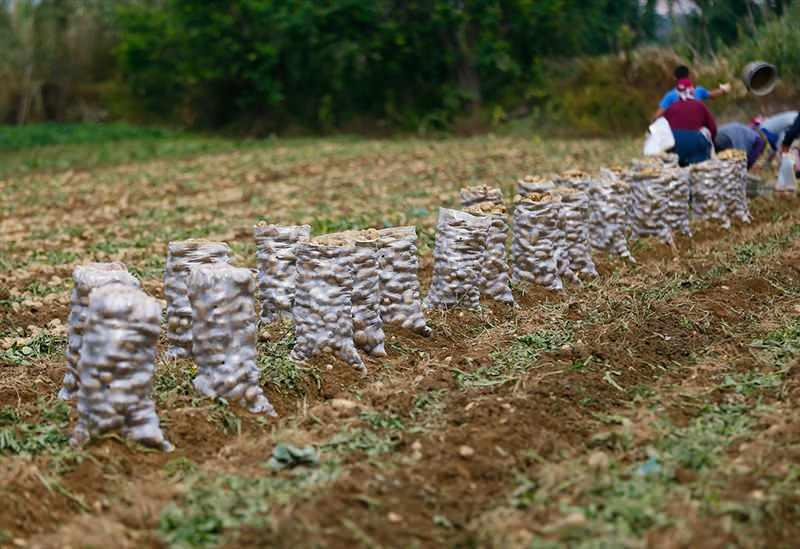 <p>Önlemler kapsamında tarım işçileri maske takarken hasat esnasında sosyal mesafeye de dikkat ediyor. </p>

<p> </p>
