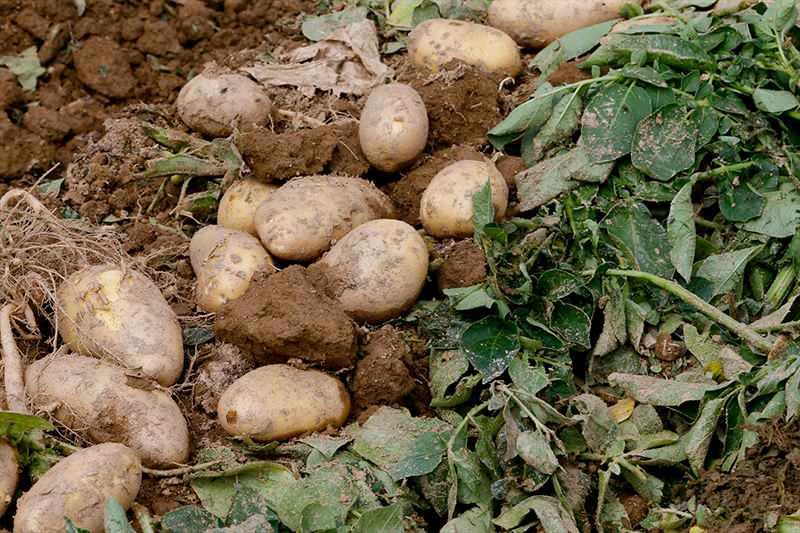<p><strong>- "Rekoltede yüzde 20 artış var"</strong></p>
<p>Patates üreticisi Mehmet Gök, üründe hasatın erken başladığını, normalde ilk sökümün Adana'da yapıldığını ancak bu yıl Ödemiş'te de söküm işlemlerinin başladığını anlattı.</p>
<p> </p>