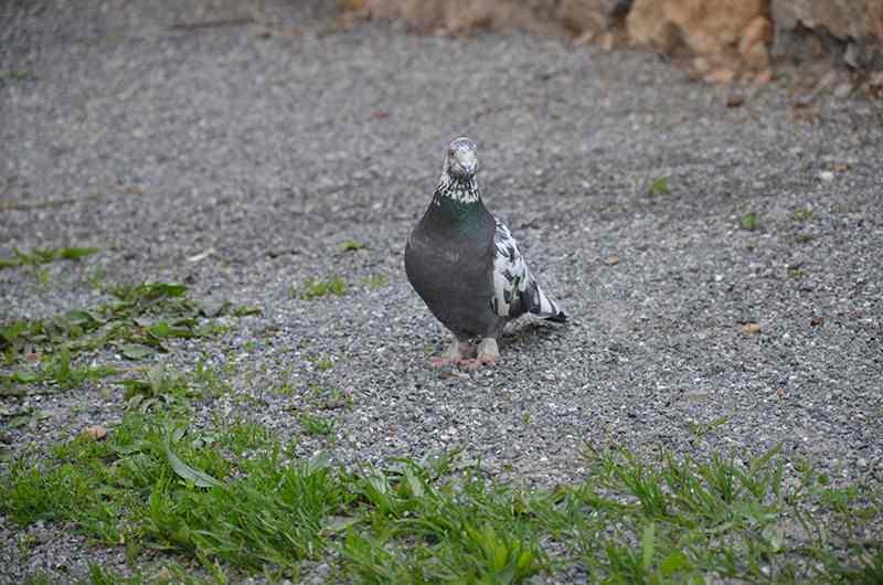 <p>Onlarca hayvanı yıllardır besleyen Engin, maaşının &uuml;&ccedil;te birini hayvanların yemlerine harcıyor.<br />
&nbsp;</p>
