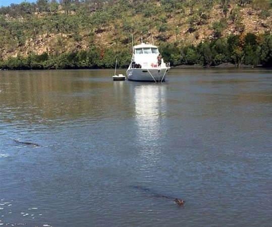 <p>Timsahın varlığını fareden diğer köpekbalıkları da oraya gelince timsahın tek bir şansı kaldı. Oda oradan hızla uzaklaşmak...</p>

<p> </p>
