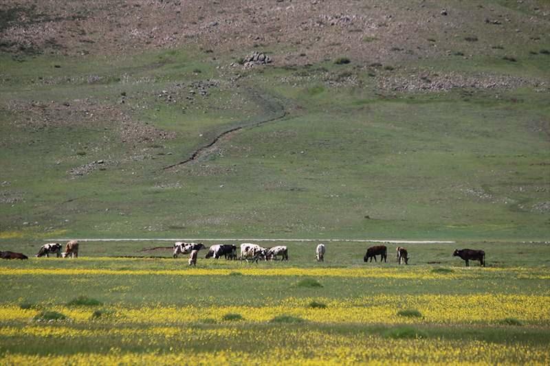 <p>Havaların ısınmasıyla bitki &ouml;rt&uuml;s&uuml;n&uuml;n baharı m&uuml;jdelediği S&uuml;lek yaylalarında bulunan Torosların incisi dipsiz g&ouml;l &ccedil;evresinde uyanan doğada g&uuml;zel manzaralar oluştu.</p>
