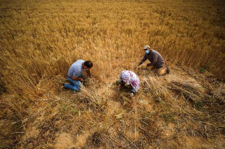 <p>Gazze Şeridi'nin güneyindeki Han Yunus kentinde Filistinliler, buğday hasadına başladı. Filistinli çiftçi Osman Ebu Recile (78), geleneksel yöntemlerle ilk hasadını topladı. </p>
