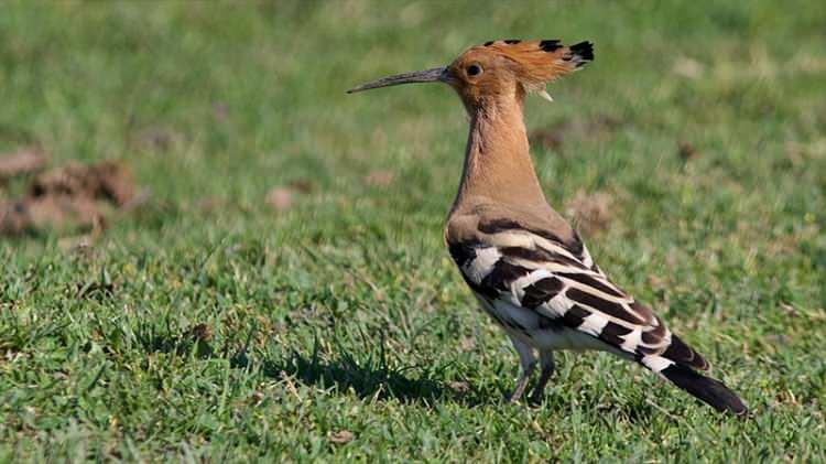 <p>Kızılırmak'ın denize d&ouml;k&uuml;ld&uuml;ğ&uuml; b&ouml;lgeyi de i&ccedil;ine alan 56 bin hektar alana sahip Kızılırmak Deltası Kuş Cenneti, T&uuml;rkiye'nin &ouml;nemli biyolojik zenginlik alanlarından biri olarak dikkati &ccedil;ekiyor.&nbsp;</p>

<p>&nbsp;</p>
