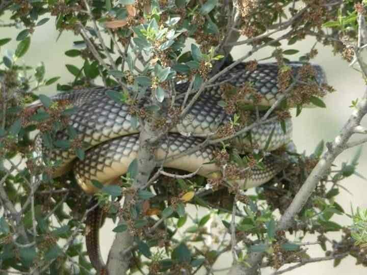 <p>Bilecik'in Söğüt ilçesinde bulunan Hankaya mesire alanı yakınlarında görülen hazer yılanı ilk bakışta korkulsa da çiftçiler tarafından sevilen bir sürüngen olduğu ortaya çıktı. </p>
