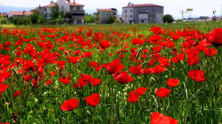 <p>Tekirdağ</p>

