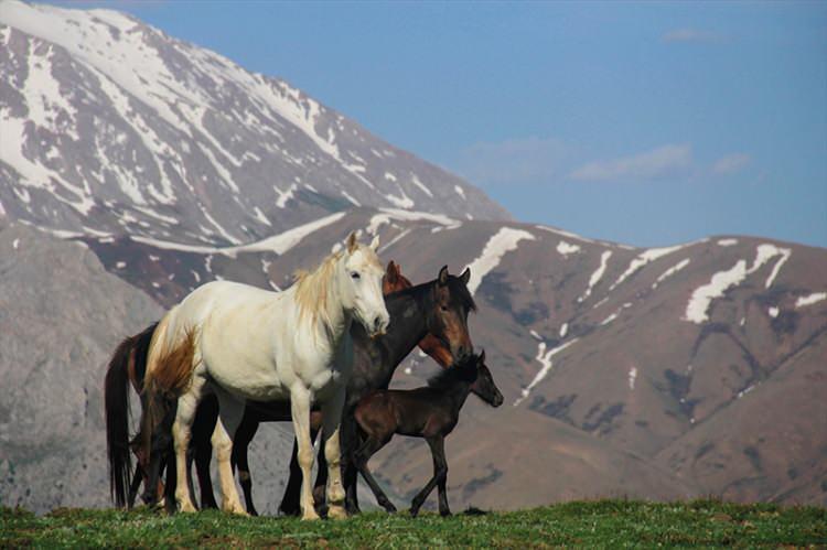 <p>Tunceli'nin Ovacık ilçesindeki Mercan Dağları'nın yüksek kesimlerinde sürü halinde gezen yılkı atları, ilkbaharın gelişiyle yavrularını dünyaya getirmeye başladı.</p>

<p> </p>
