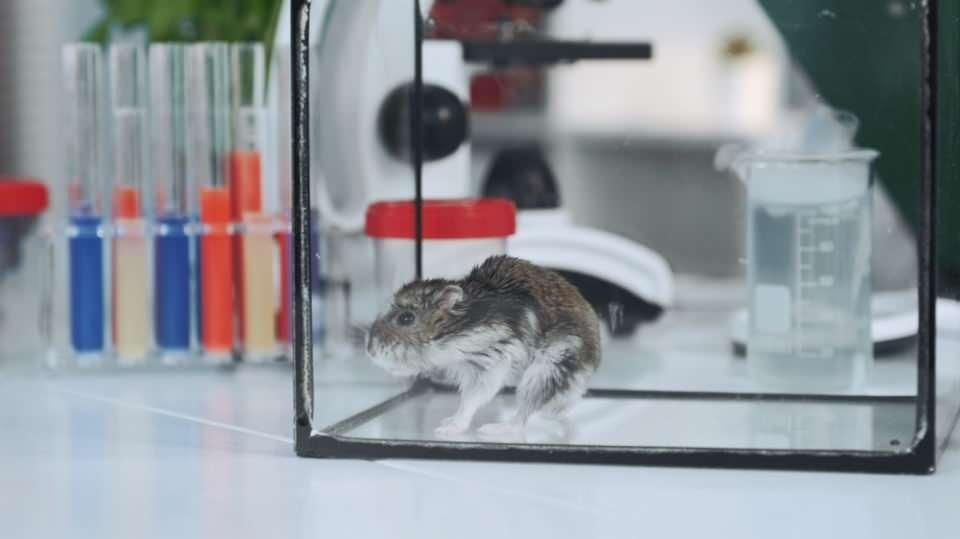 <p>Bununla birlikte kafeslerin arasında Covid-19’lı hamsterların solunum damlacıklarını diğerlerine iletmesi amacıyla bir fan yerleştirildi. </p>
<p> </p>
<p>Deneylerde, farklı materyallerden üretilmiş maske bezlerinin aralarındaki farklar da inceledi. </p>
<p> </p>
<p> </p>