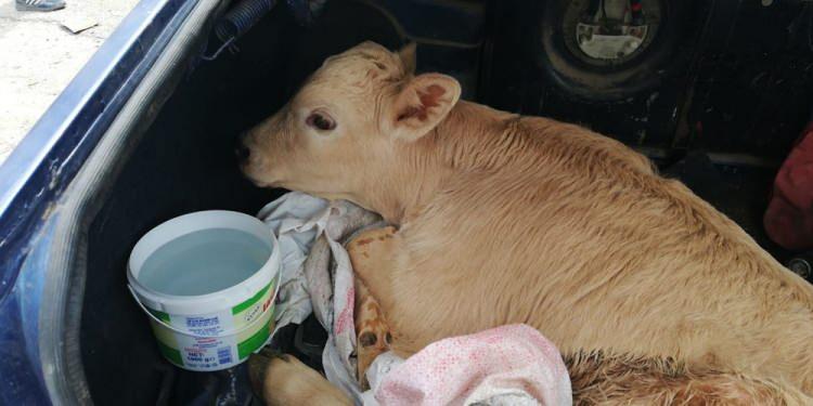 <p>Morgül tarafından veterinere götürüldüğü öğrenilen buzağı, sürücünün kaza yerine gelen yakınlarına teslim edildi.</p>
<p> </p>