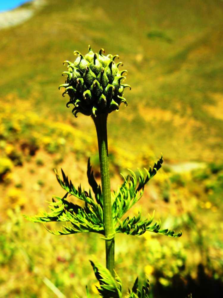 <p>Giresun ve Gümüşhane'de, 1867 yılında tespit edilerek Türkiye endemik bitki türü literatürüne giren ve 150 yıl aradan sonra 3 yıl önce Giresun'da yeniden görülen 'kandamlası' bitkisi bu yıl da kendini gösterdi. </p>
