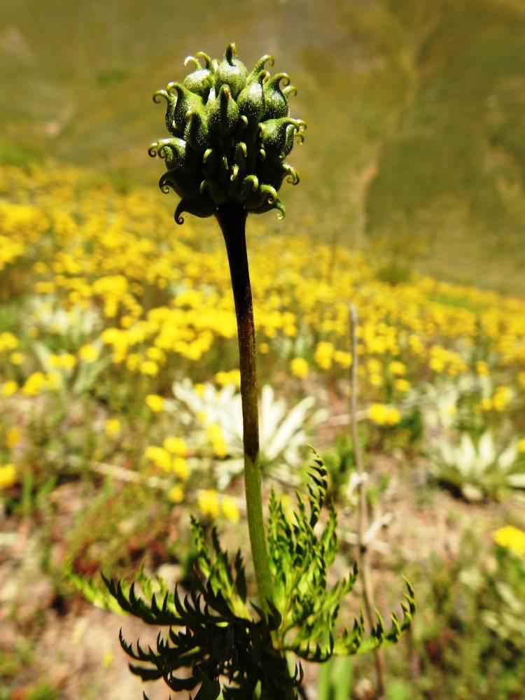 <p>Kandamlası bitkisinin 150 yıl aradan sonra yeniden g&ouml;r&uuml;ld&uuml;ğ&uuml; Giresun&rsquo;un Şebinkarahisar ve Alucra il&ccedil;elerindeki 6 nokta takibe alındı, &ccedil;eşitli koruma tedbirleri uygulanmaya başlandı.</p>

